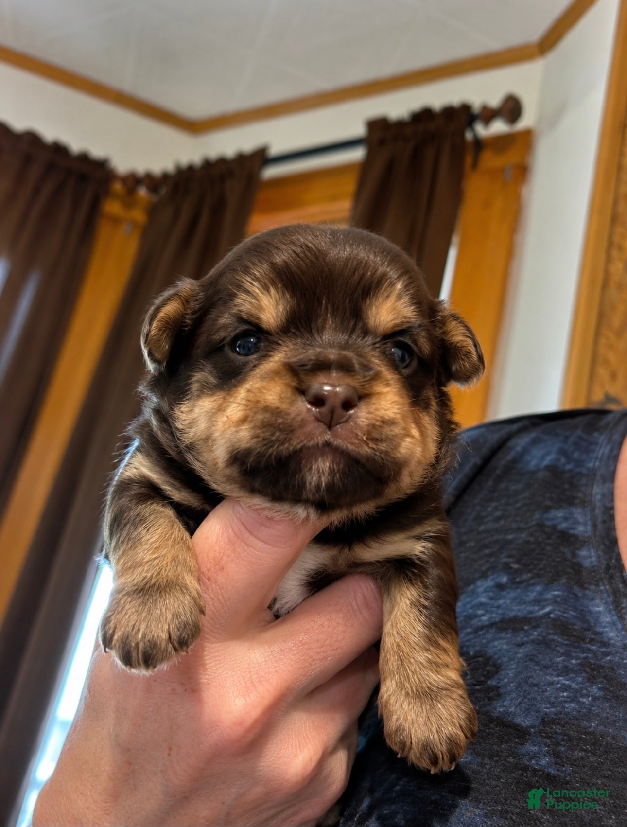 Yorkshire Terrier dogs Chocolate boy  - Ad 1