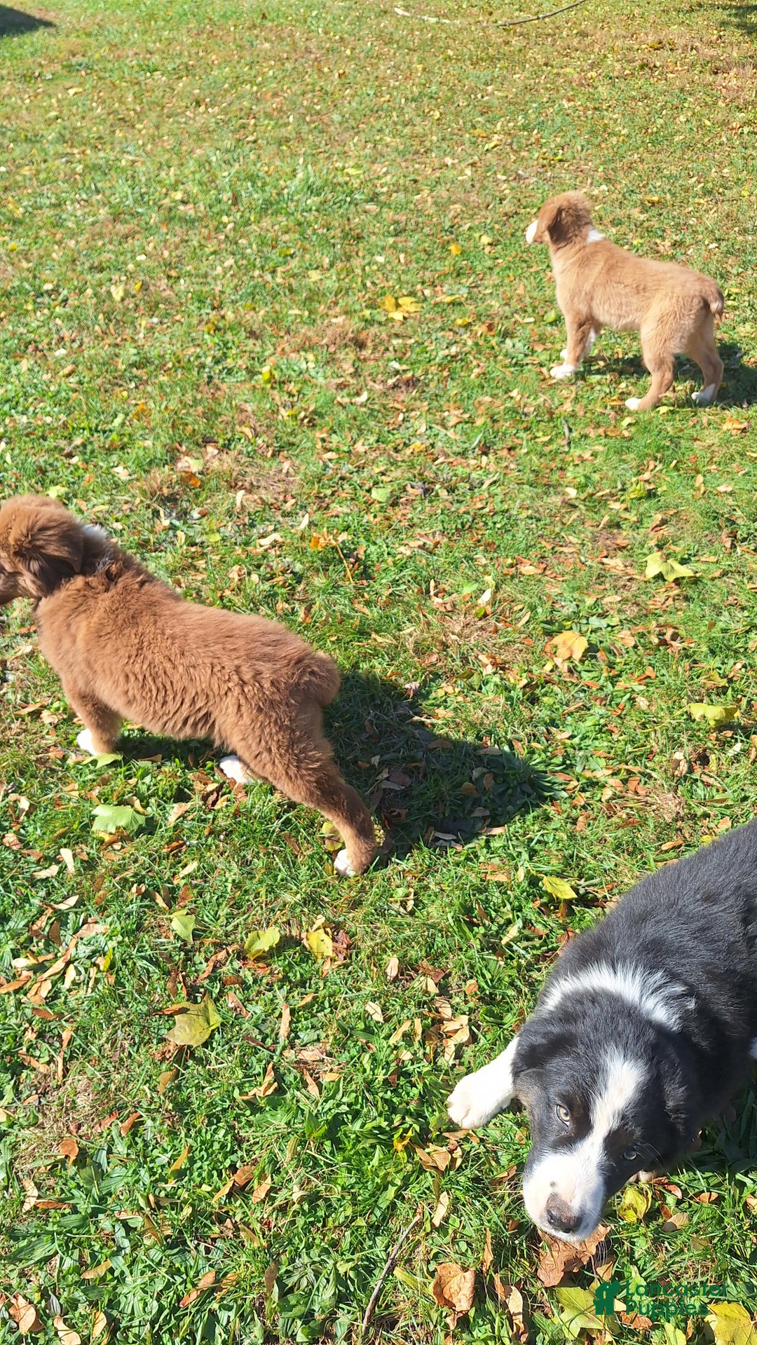 Australian Shepherd dogs for sale: Australian Shepherd Puppy 2 - Ad 4