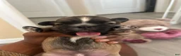 Shih Tzu dogs for sale: Shih Tzu 2 Thunder  - Ad 2