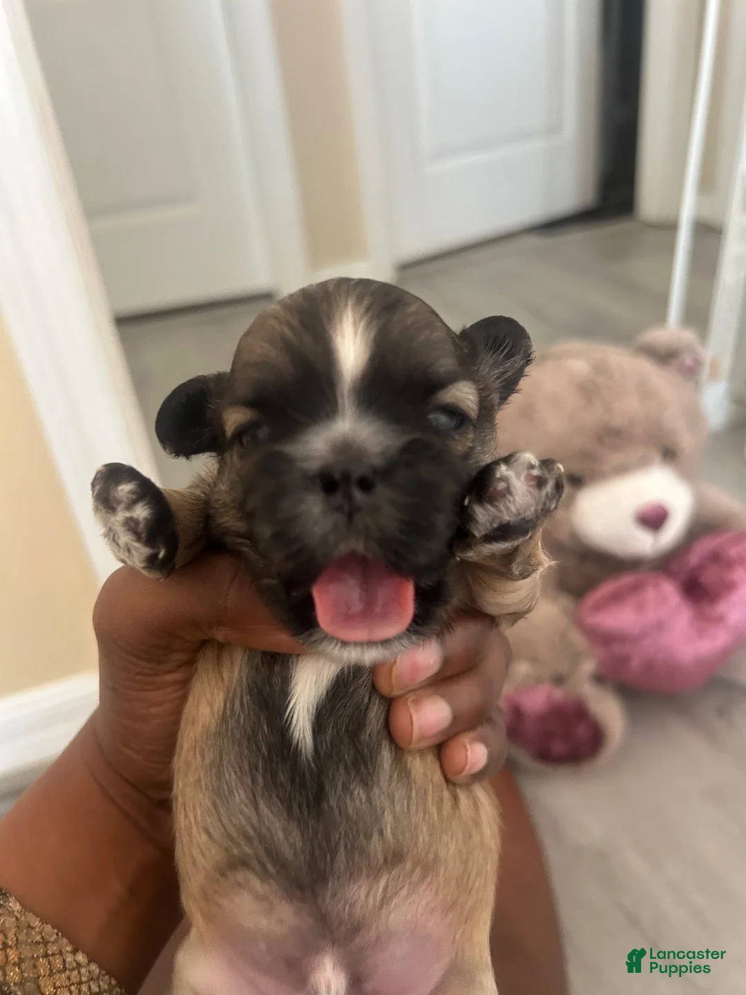 Shih Tzu dogs for sale: Shih Tzu 2 Thunder  - Ad 2