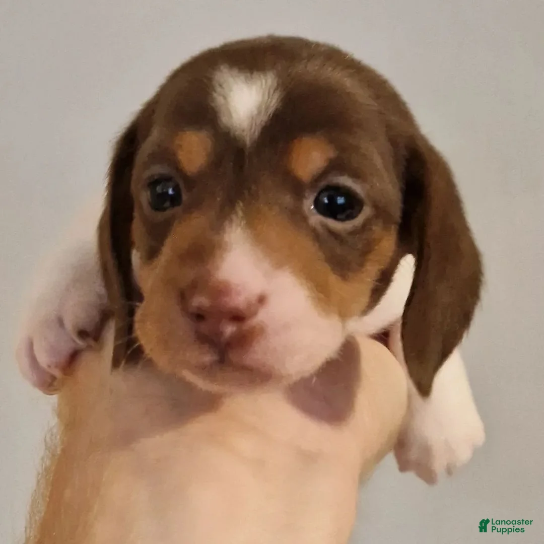 Miniature Dachshund dogs for sale: Miniature Dachshund Puppy 2 - Ad 2