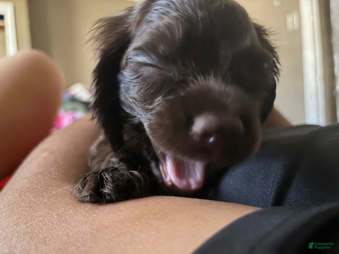 Cocker Spaniel dogs for sale: Cocker Spaniel 3 - Ad 2