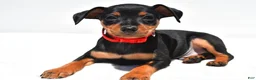 Miniature Pinscher dogs for sale: Bennett - Ad 1