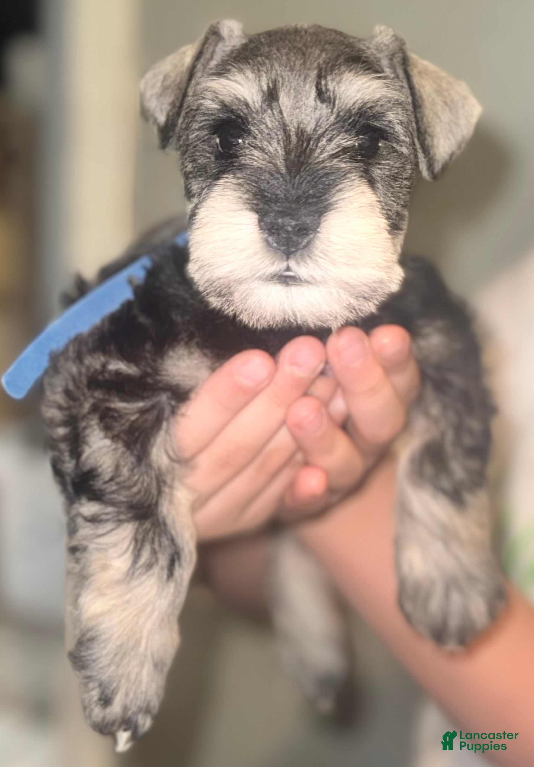Miniature Schnauzer dogs Miniature Schnauzer Puppy 1 - Ad 10
