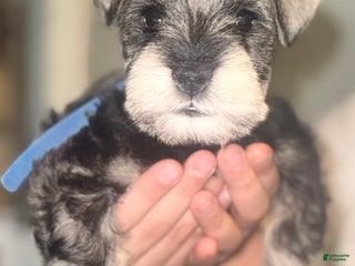 Miniature Schnauzer dogs Miniature Schnauzer Puppy 1 - Ad 10