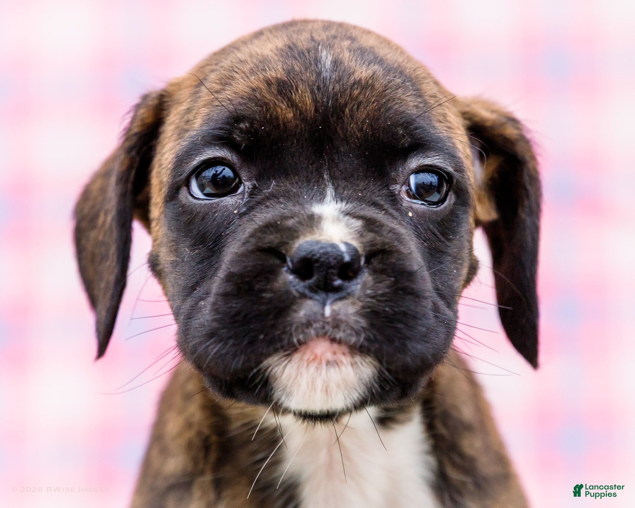 Boxer dogs Rosette - Ad 2