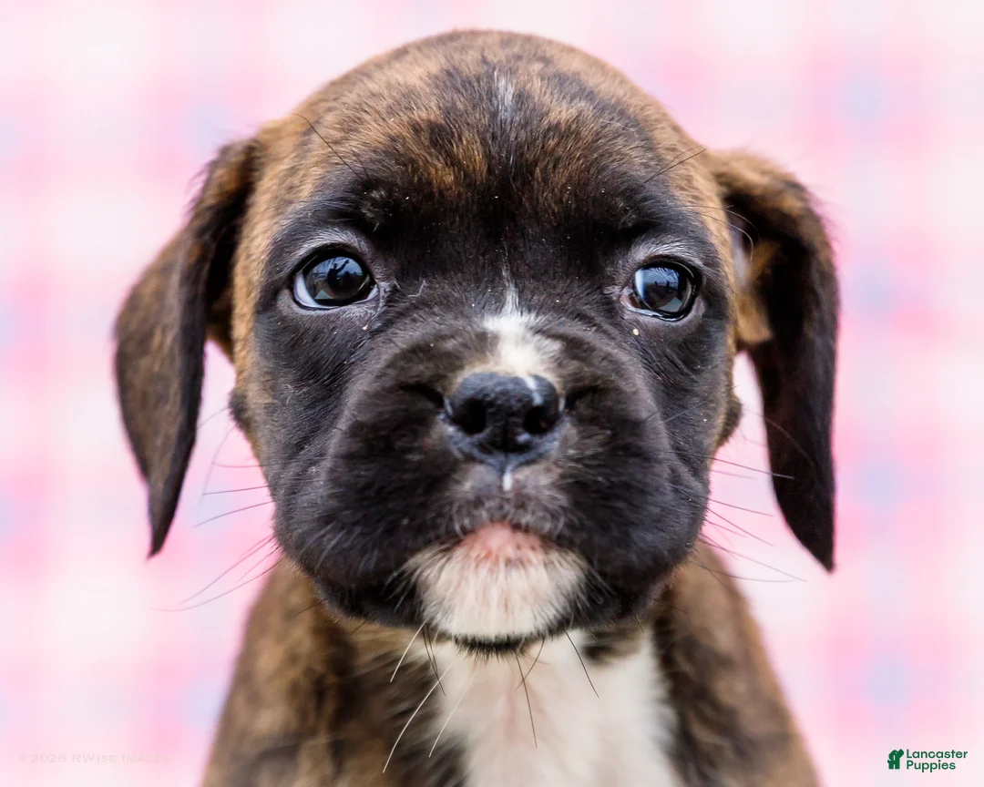 Boxer dogs for sale: Rosette - Ad 2