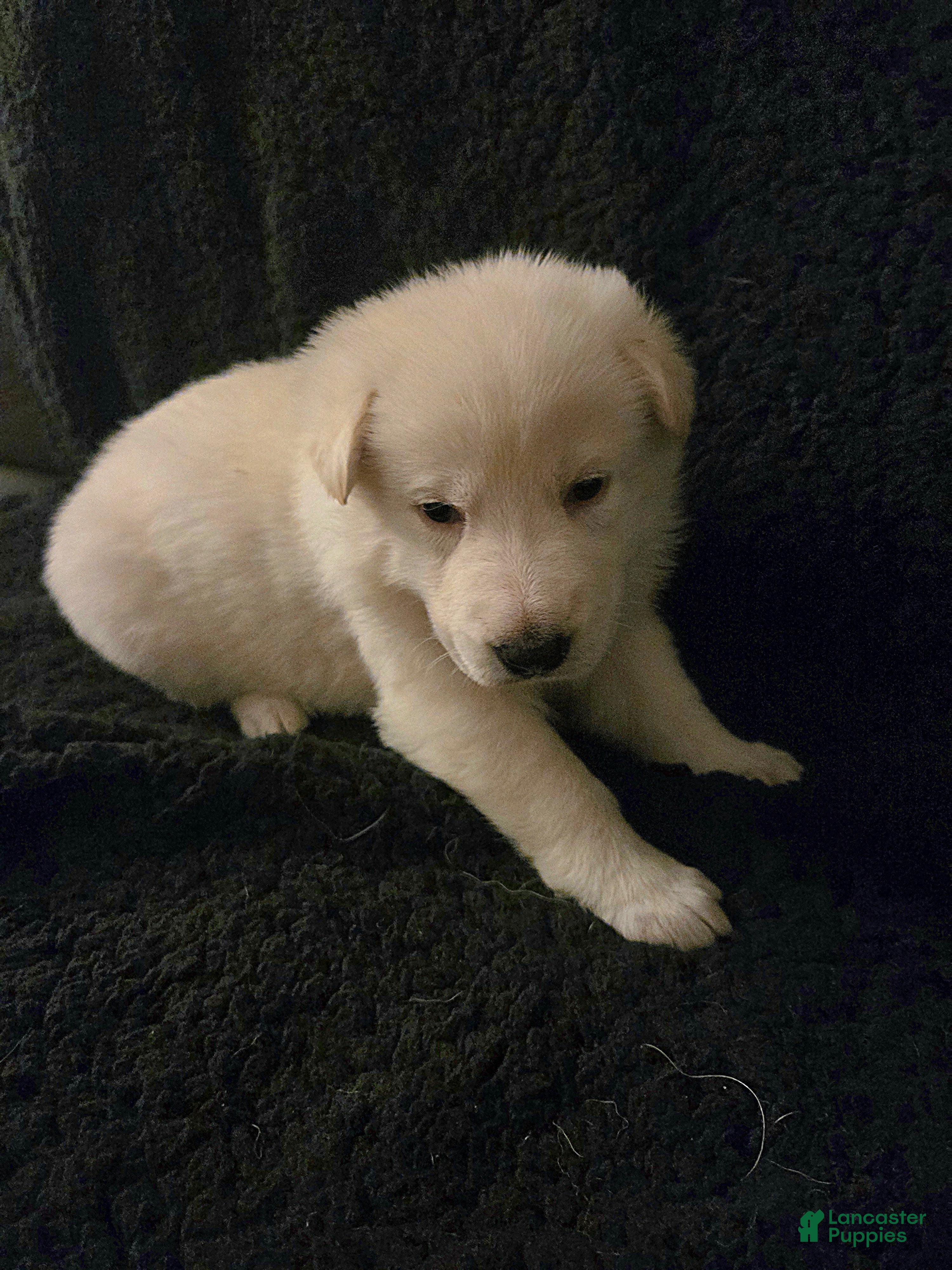 German Shepherd dogs Elsa - Ad 1