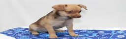 Chihuahua dogs for sale: Chihuahua 3 - Ad 2