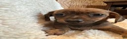 Chiweenie dogs for sale: Red brindle  - Ad 3