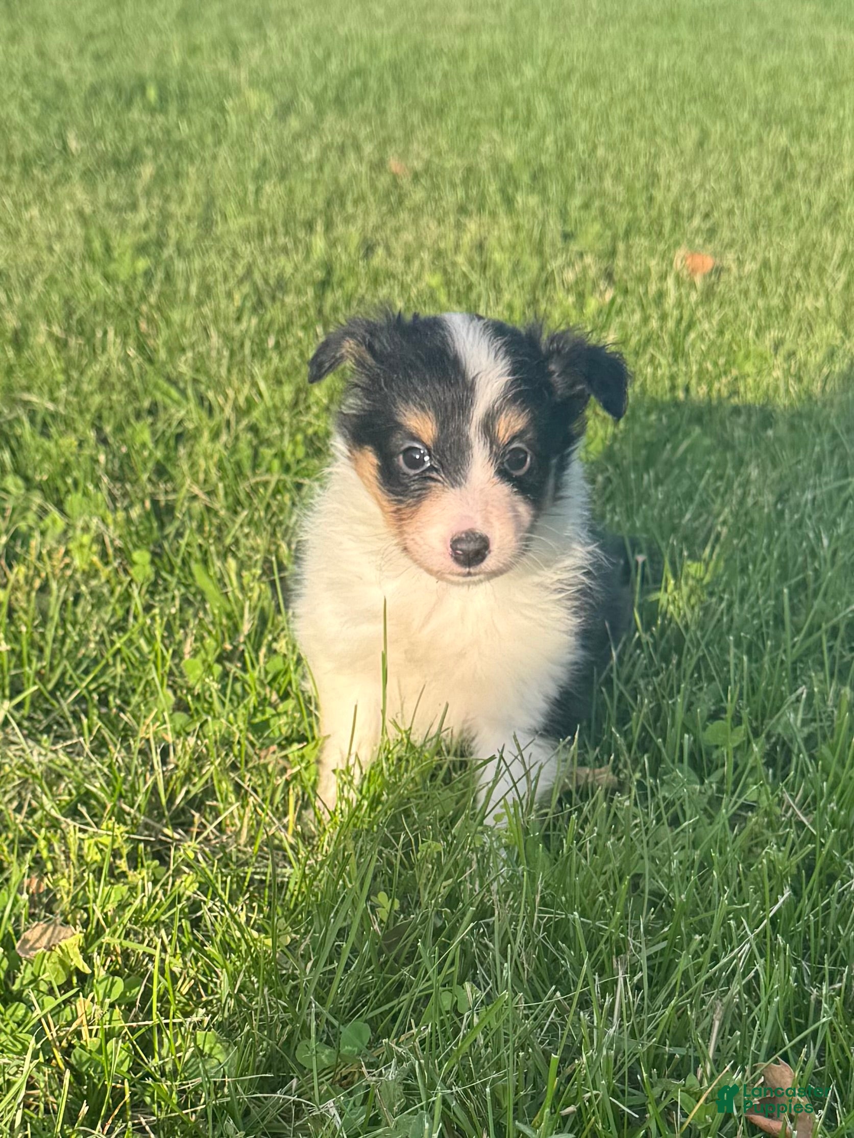 Shetland Sheepdog dogs Sunny - Ad 21