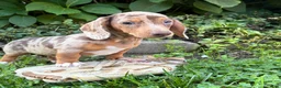Dachshund dogs for sale: Finn - Ad 6