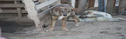 Mixed Breed dogs for sale: Dragon Tiscar Farm Dog - Ad 21