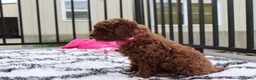 Miniature Poodle dogs for sale: Sally - Ad 7