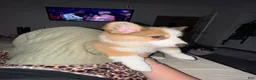 Welsh Corgi Pembroke dogs for sale: Welsh Corgi Pembroke Puppy 1 - Ad 23