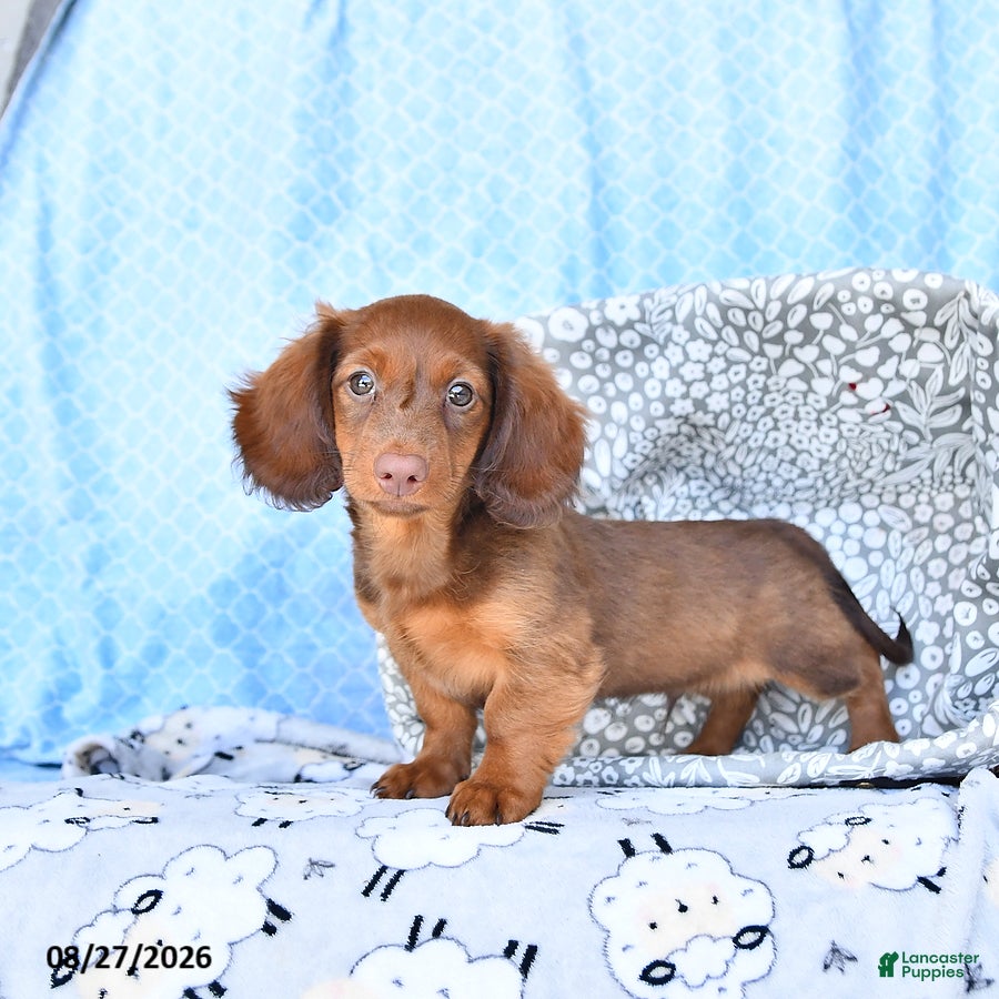 Miniature Dachshund dogs Charles - Ad 2