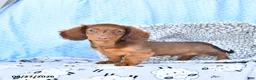 Miniature Dachshund dogs for sale: Charles - Ad 2