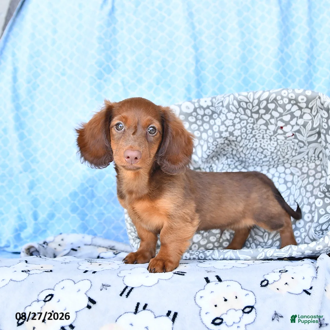 Miniature Dachshund dogs for sale: Charles - Ad 2