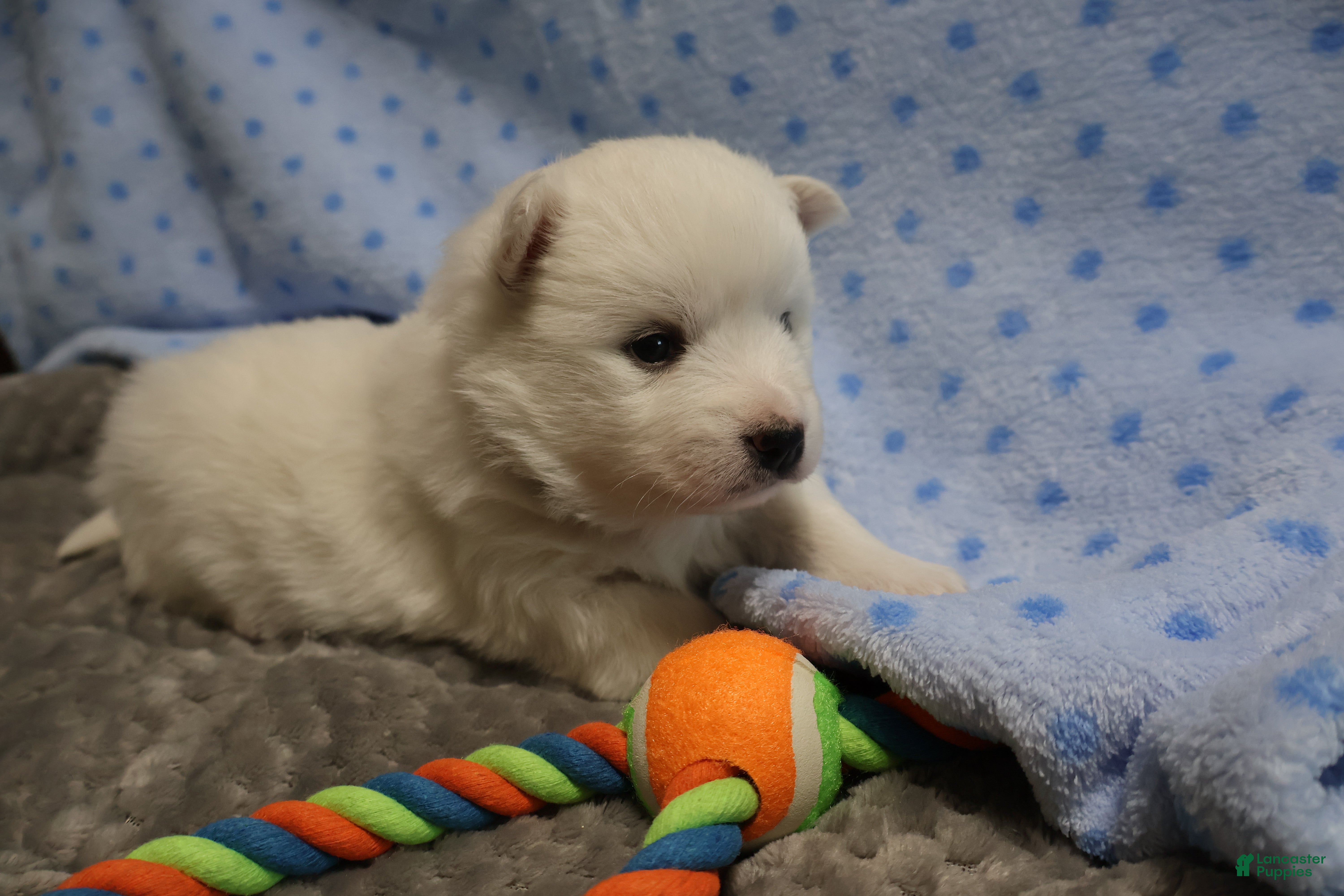 American Eskimo dogs Ivy - Ad 27