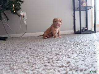 American Pit Bull Terrier dogs Daisy - Ad 17