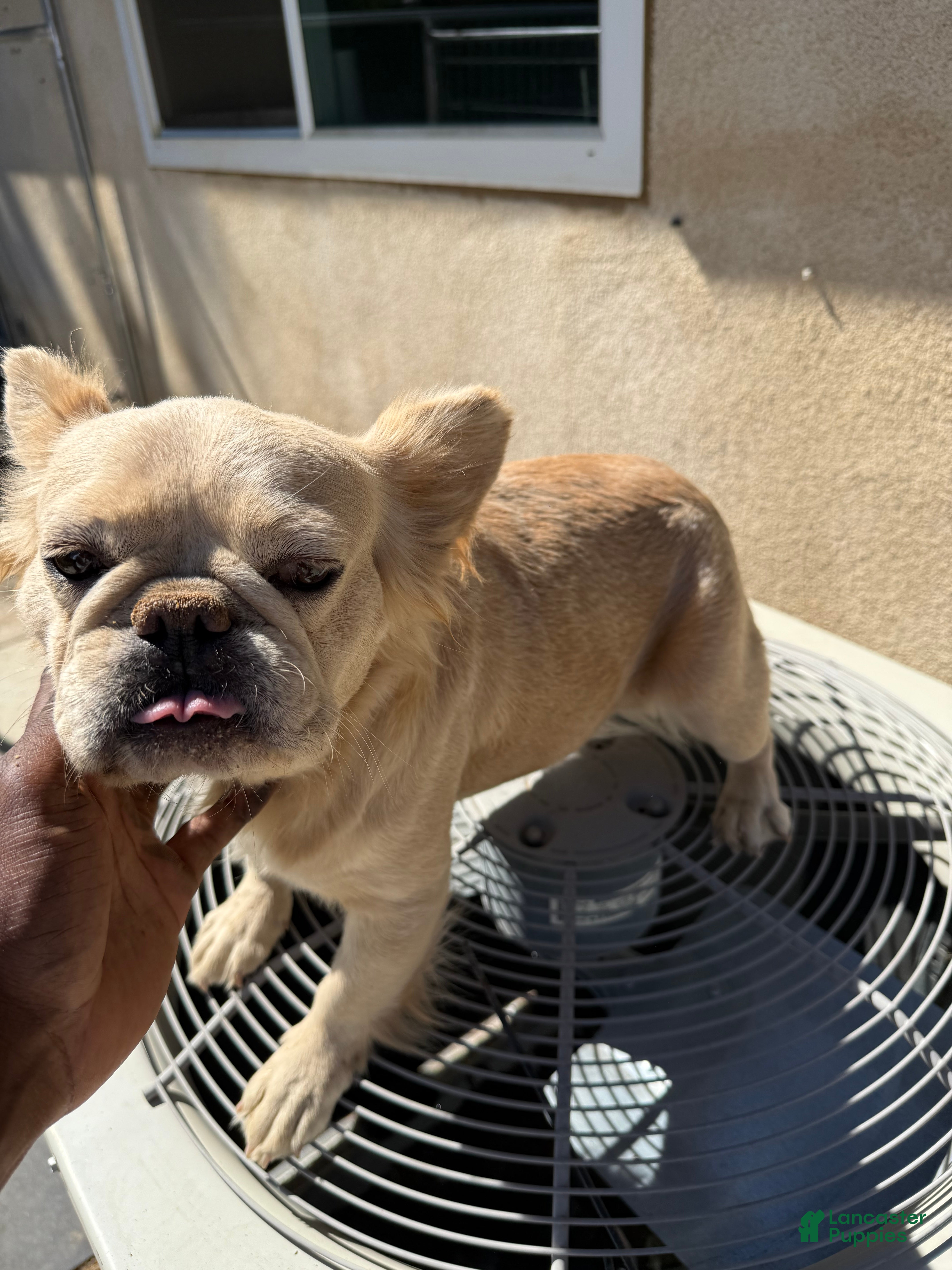 French Bulldog dogs Cream frenchie  - Ad 10