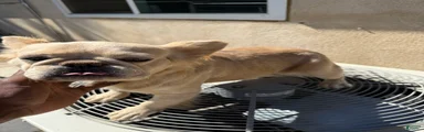 Cream frenchie 