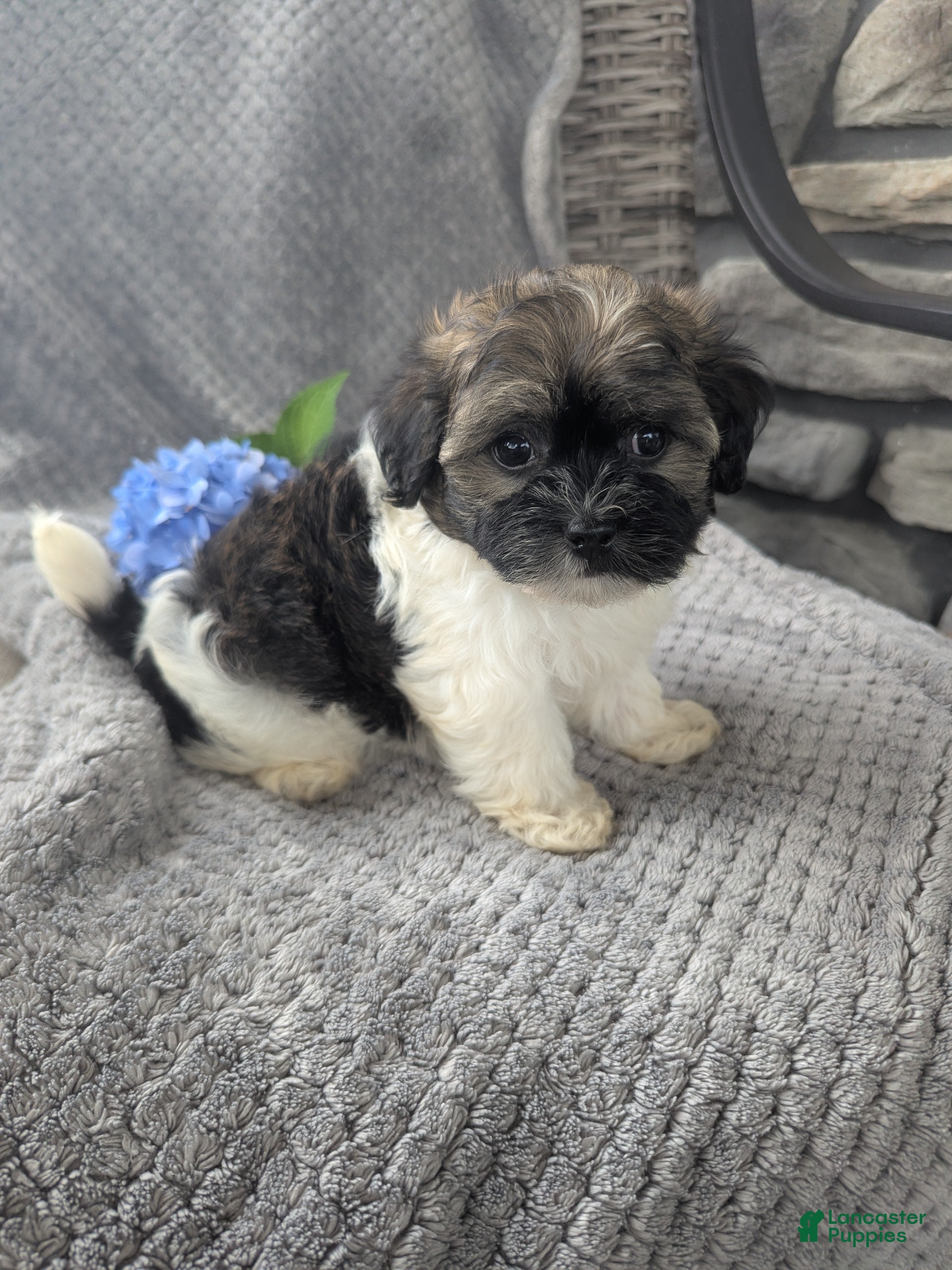 Havanese dogs Tucker - Ad 2