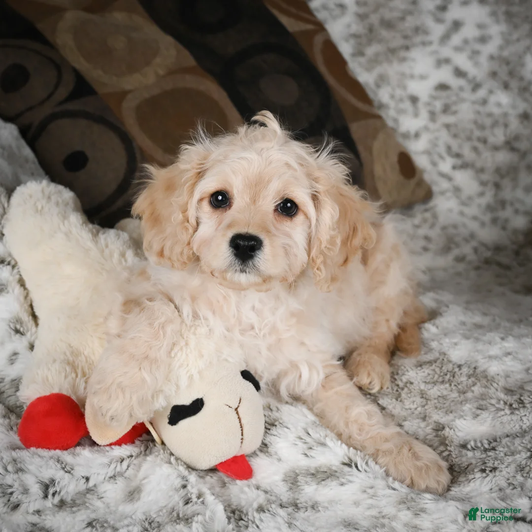 Cavapoo dogs for sale: Sammy - Ad 8