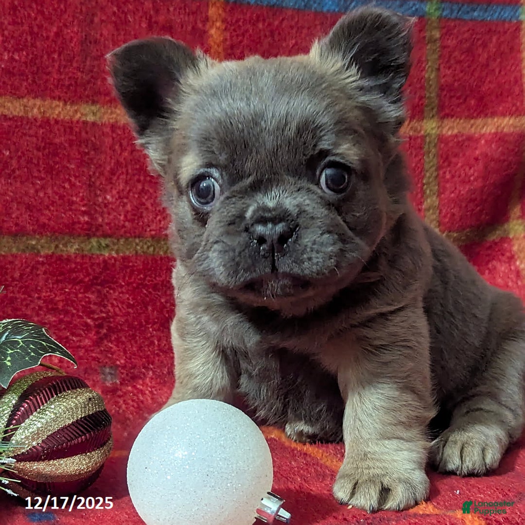 French Bulldog dogs for sale: Abby FLUFFY - Ad 5