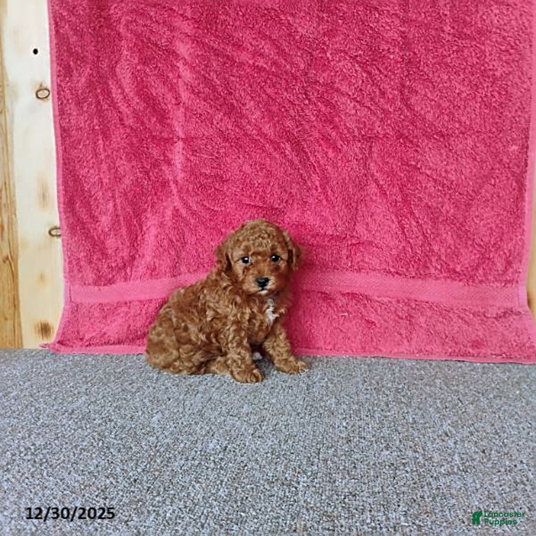 Toy Poodle dogs for sale: Chewy - Ad 6