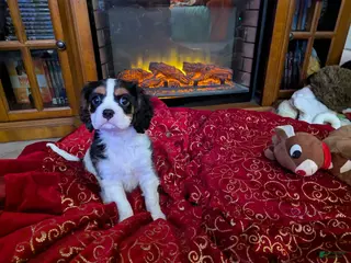 Cavalier King Charles Spaniel dogs Cavalier King Charles Spaniel Puppy 1 - Ad 2