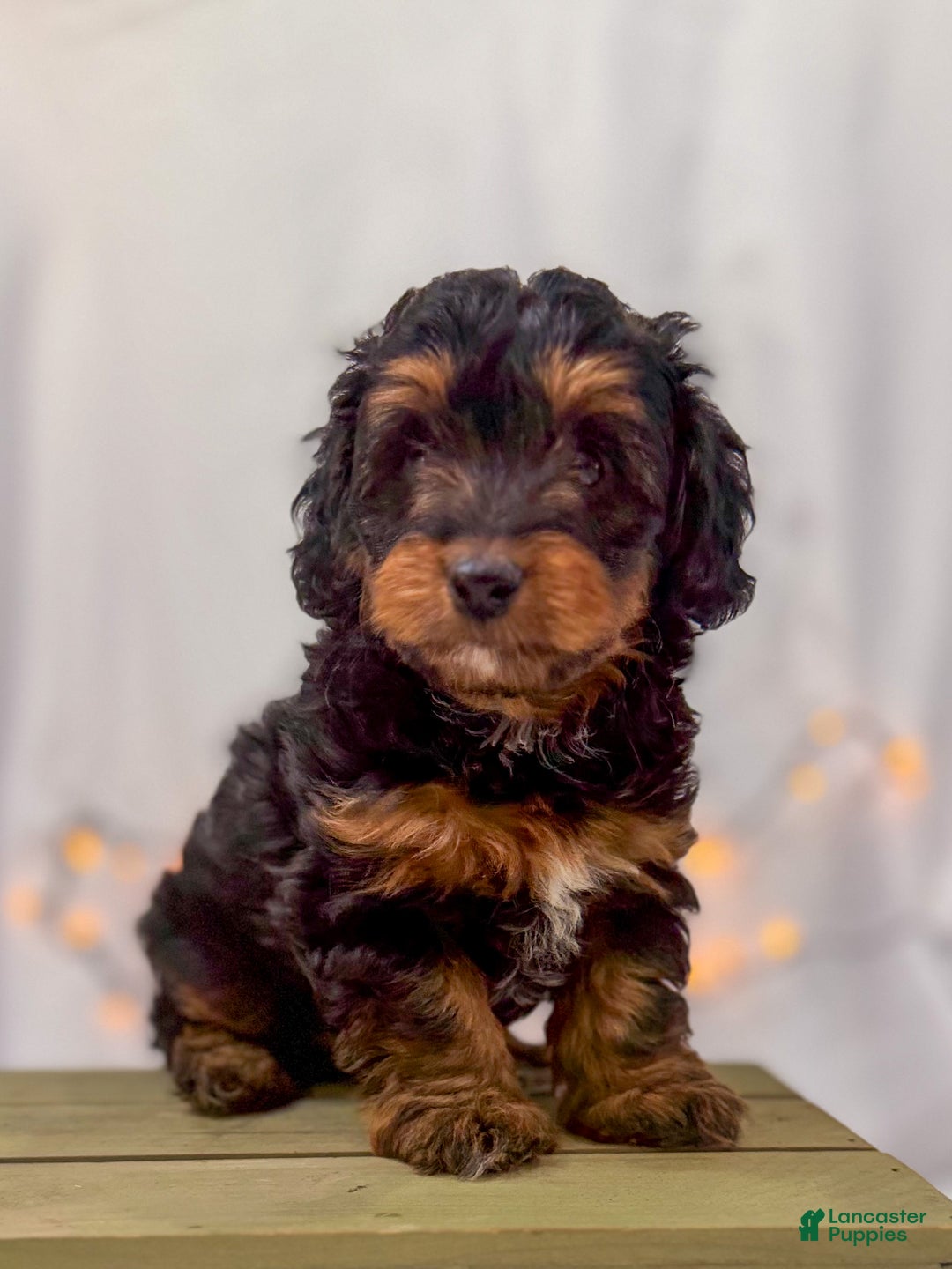 Doxiepoo dogs for sale: Isabelle - Ad 4