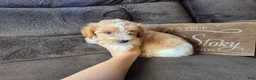 Yorkshire Terrier dogs for sale: Cody - Ad 6