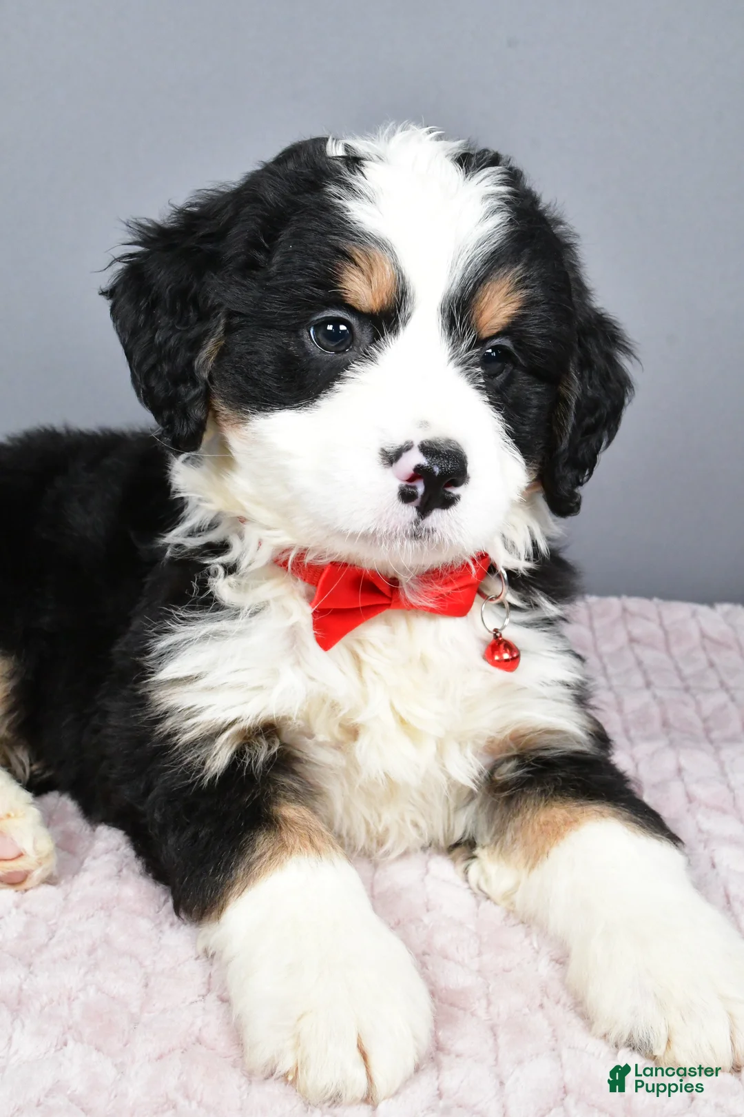 Mini Bernedoodle dogs for sale: Bubba - Ad 3