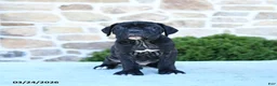 Cane Corso dogs for sale: Tilly - Ad 2