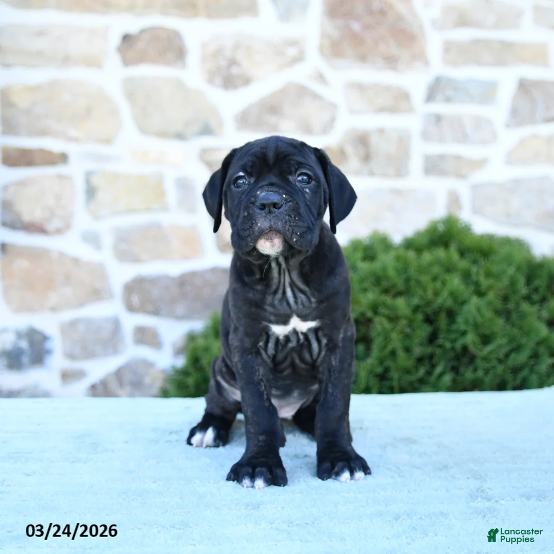 Cane Corso dogs for sale: Tilly - Ad 2