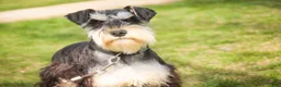Miniature Schnauzer dogs for sale: Johann - Ad 5