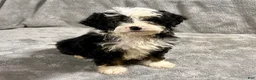 Mini Bernedoodle dogs for sale: Oliver - Ad 1