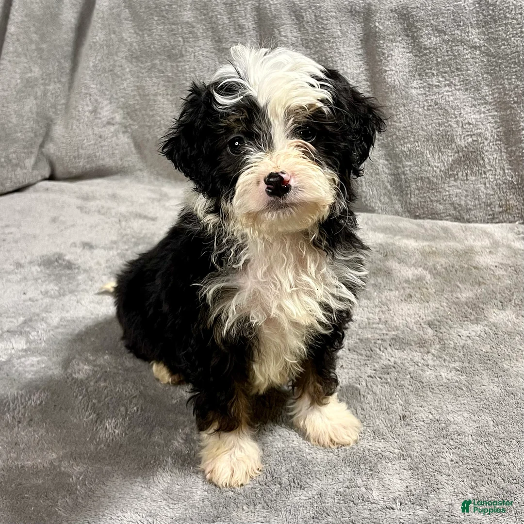 Mini Bernedoodle dogs for sale: Oliver - Ad 1