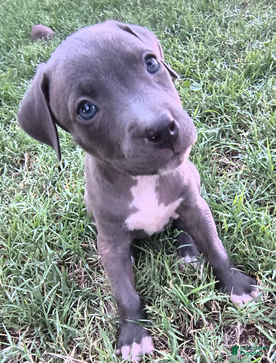 American Pit Bull Terrier dogs for sale: Peaches - Ad 2