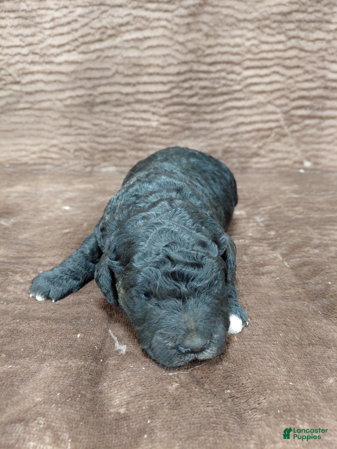 Mini Bernedoodle dogs for sale: Atlas - Ad 5