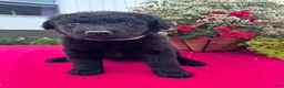 Mixed Breed dogs for sale: Lily - Ad 3