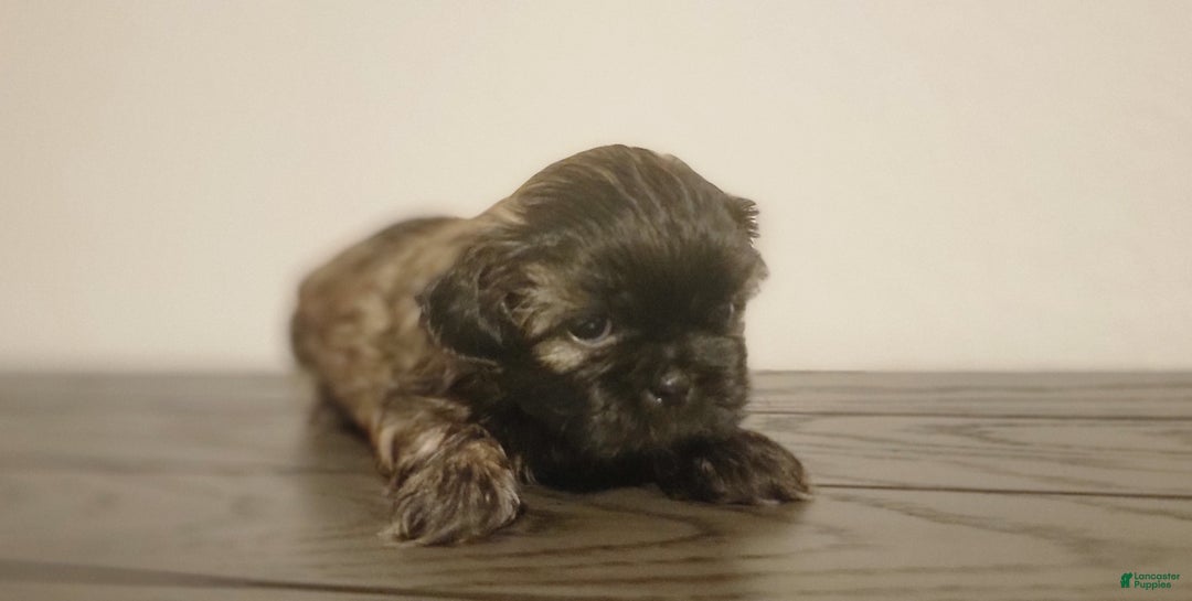 Shih Tzu dogs for sale: COOPER, Shih Tzu, Male, 10 weeks, AKC Champion Blood Line - Ad 9