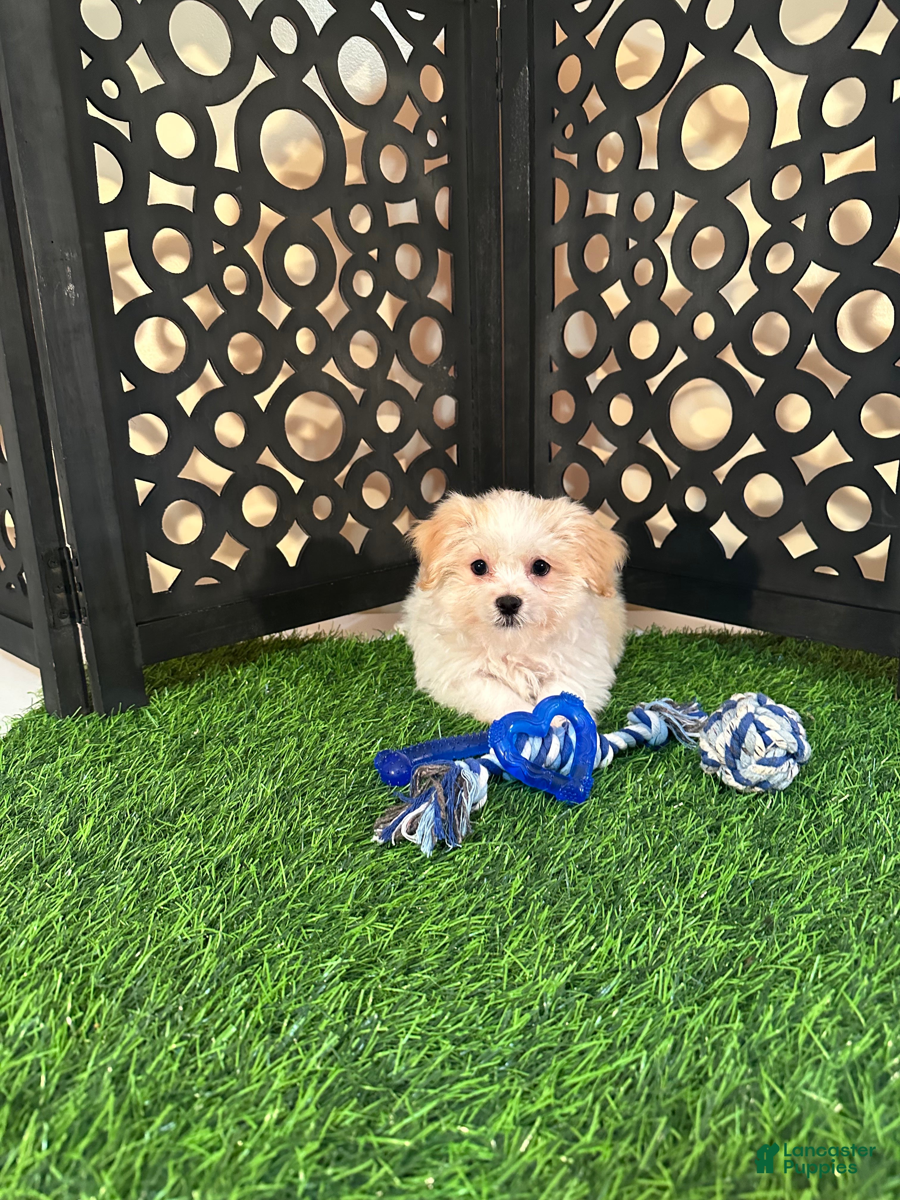 Havanese dogs Bronson Handsome Male Havanese Puppy - Ad 2