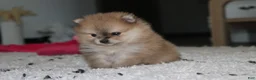 Pomeranian dogs for sale: Honey  - Ad 8