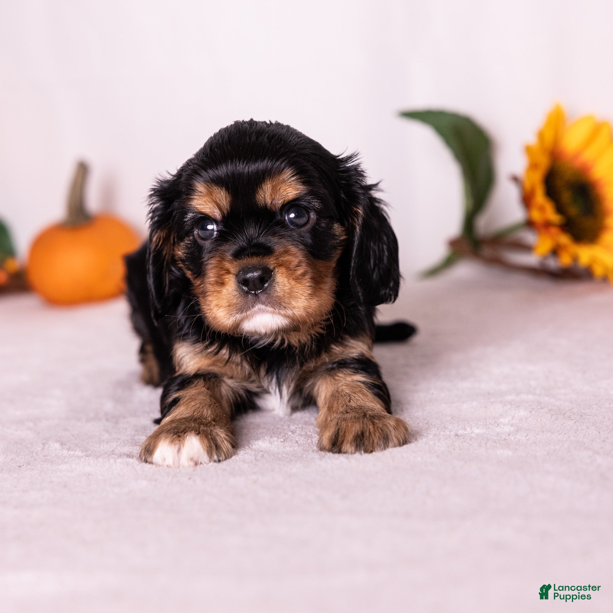 Cavalier King Charles Spaniel dogs Selah - Ad 1