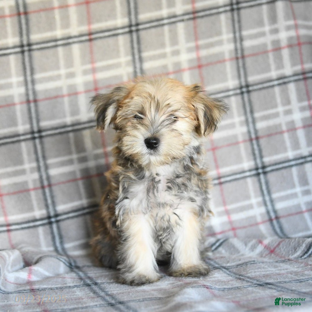 Morkie dogs for sale: Vinnie - Ad 9