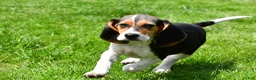 Beagle dogs for sale: Sandy - Ad 5