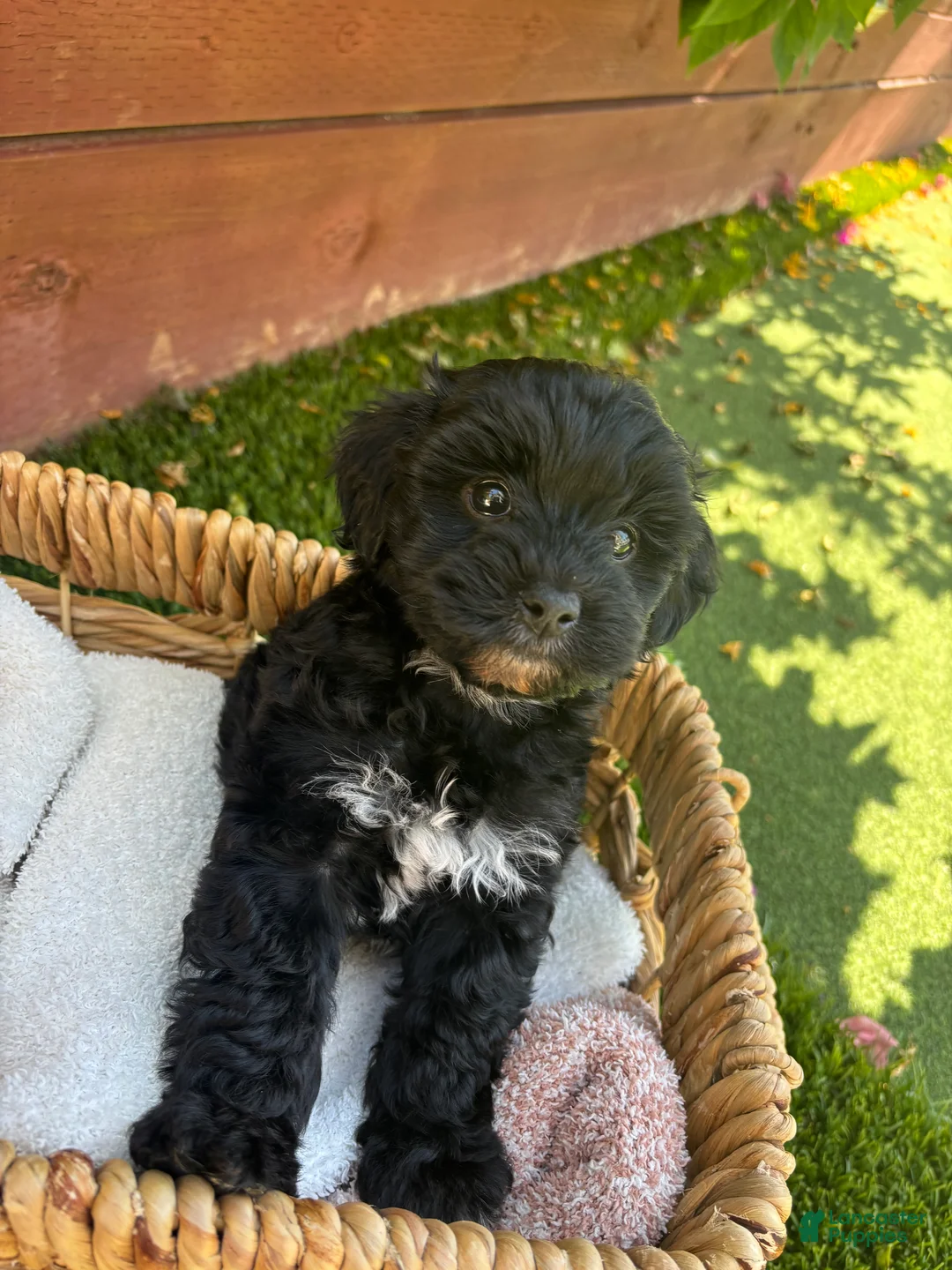 Yorkiepoo dogs for sale: Bella 💕 Yorkiepoo 2 - Ad 2
