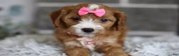 Cavapoo dogs for sale: Penny - Ad 13